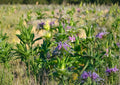 Monarda Citriodora Lemon Mint Bee Balm Seeds – Aromatic Herb for Pollinator Gardens, Lavender Flowers, Non-GMO, Heirloom, 3000 Seeds