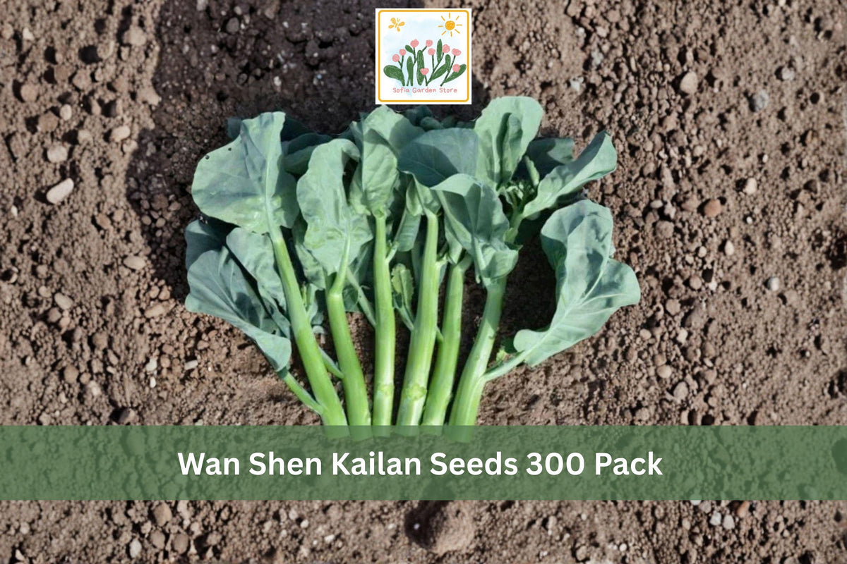 Wan Shen Kailan Seeds 300 Pack – Chinese Kale Brassica oleracea var. alboglabra, Leafy Vegetable for Garden, Cool Season, Open Pollinated