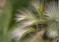 Hordeum Jubatum Foxtail Barley Seeds - Ornamental Wild Grass with Pink Purple Seed Heads, 25 Pack