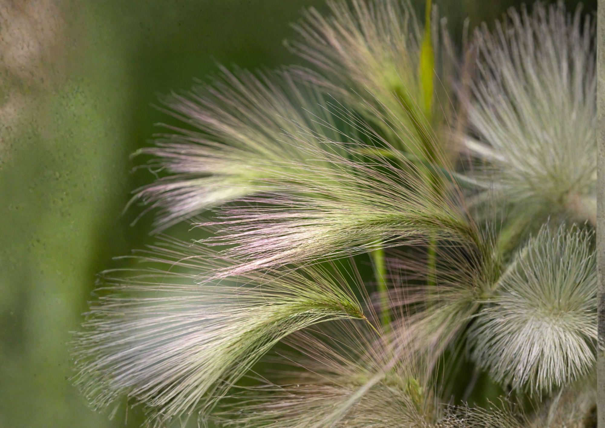 Hordeum Jubatum Foxtail Barley Seeds - Ornamental Wild Grass with Pink Purple Seed Heads, 25 Pack