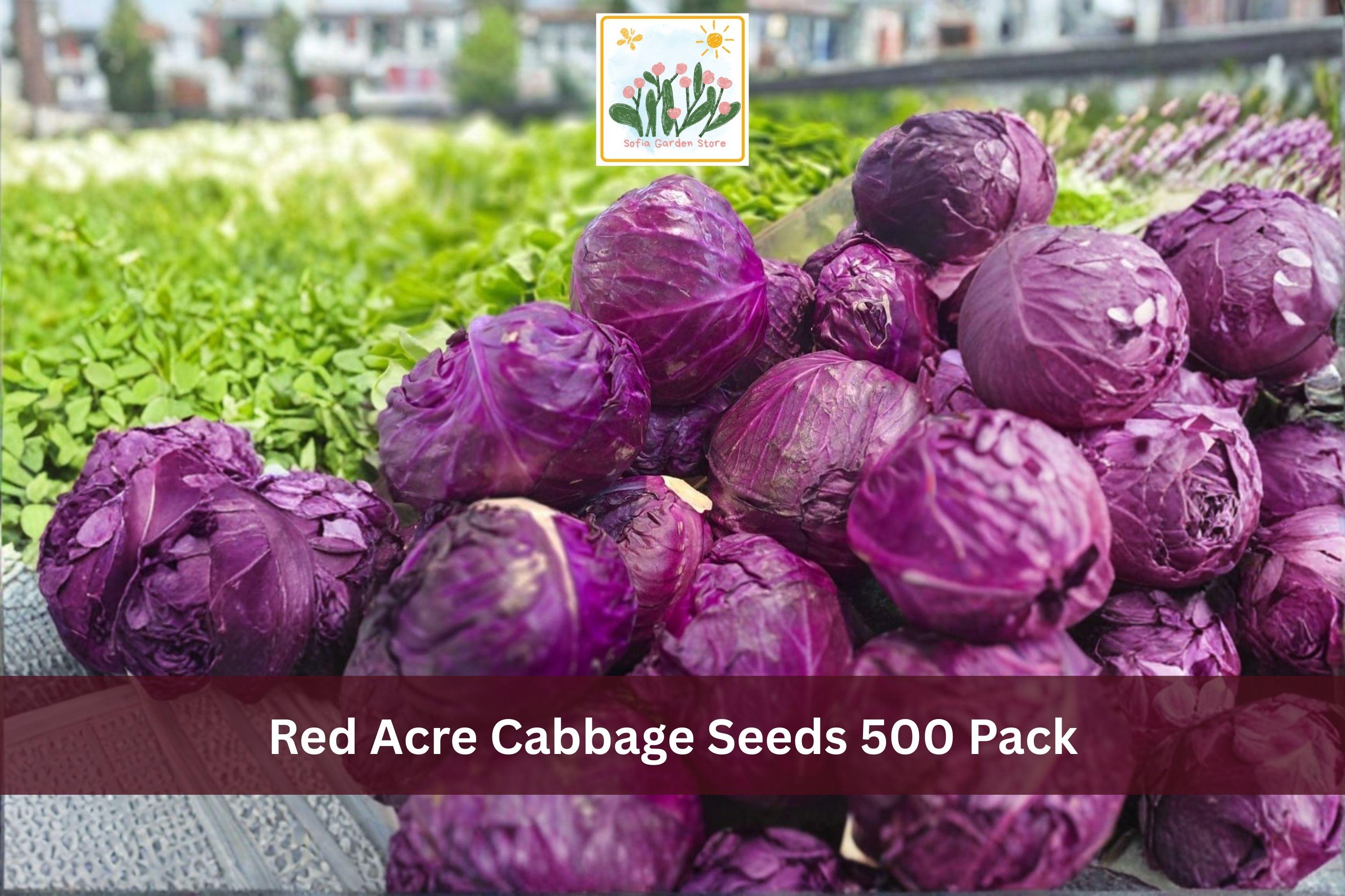 Red Acre Cabbage Seeds 500 Pack – Brassica oleracea var. capitata Heirloom Vegetable Seeds for Cool Season Gardens