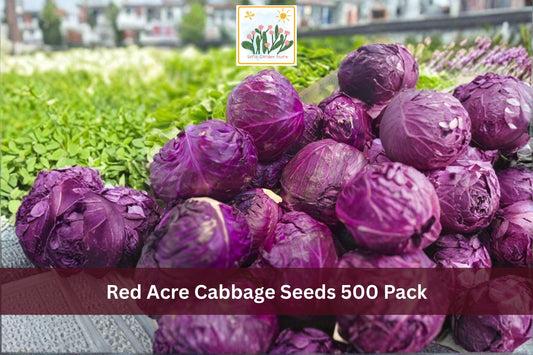 Red Acre Cabbage Seeds 500 Pack – Brassica oleracea var. capitata Heirloom Vegetable Seeds for Cool Season Gardens