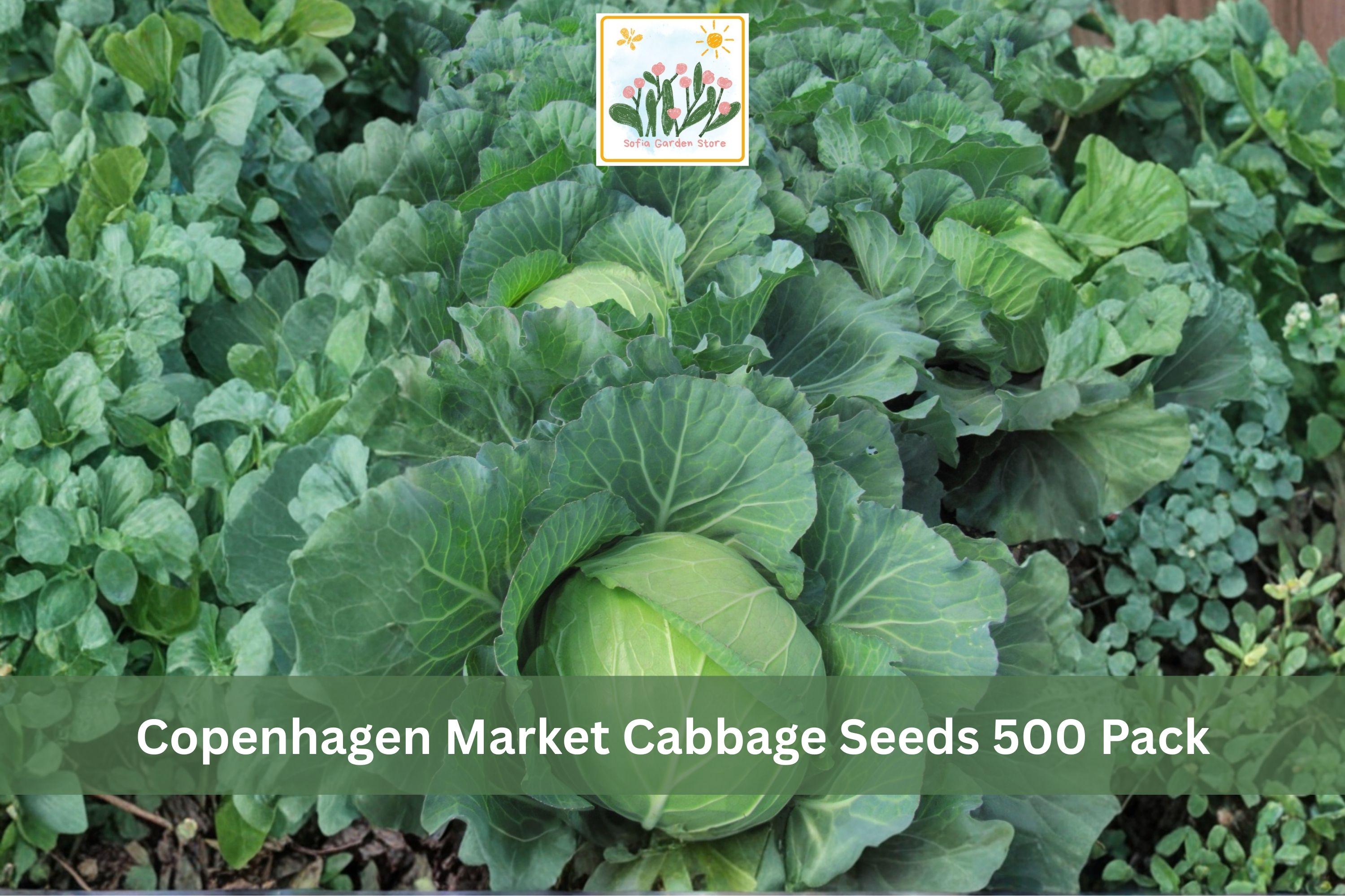 Copenhagen Market Cabbage Seeds 500 Pack – Brassica oleracea Vegetable Seeds for Heirloom, Green Heads, Cool-Season Garden