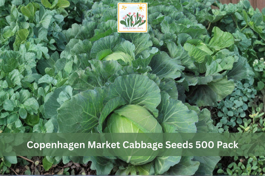 Copenhagen Market Cabbage Seeds 500 Pack – Brassica oleracea Vegetable Seeds for Heirloom, Green Heads, Cool-Season Garden