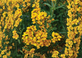 Tagetes Lucida Seeds - Aromatic Mexican Tarragon Herb for Culinary, Medicinal & Pollinator Gardens, Bright Yellow Flowers, 50 Seeds