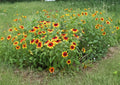 Rudbeckia Hirta Gloriosa Daisy Seeds – Bright Yellow Wildflower for Pollinator Gardens, Butterfly & Bee Attractant, 1000 Seeds