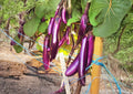 Long Purple Asian Eggplant Seeds – Heirloom Non-GMO Vegetable for Garden Beds & Containers, Slender Purple Fruits, Mild Flavor