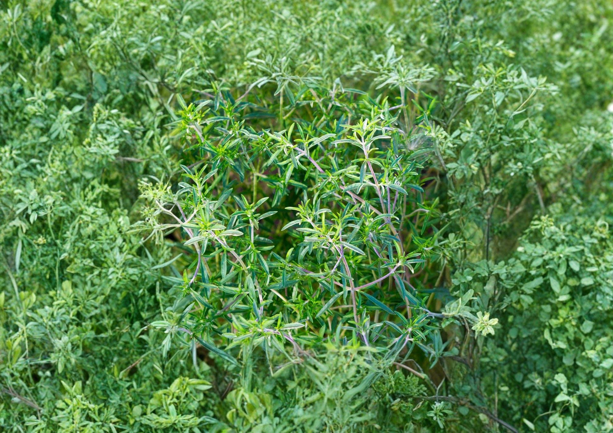 Summer Savory Seeds 1200 Pack – Aromatic Culinary Herb for Kitchen Gardens – Satureja hortensis