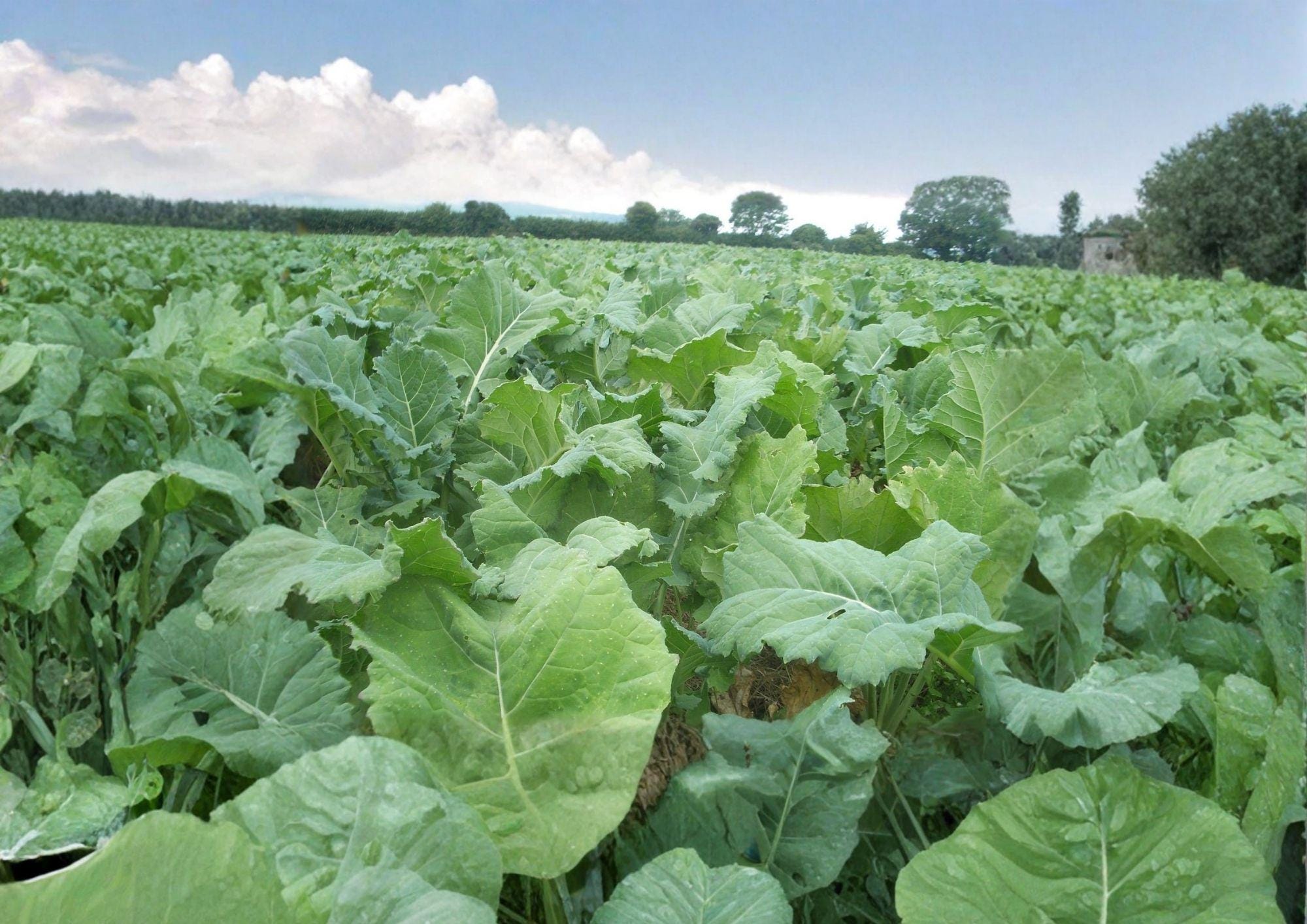 Dwarf Essex Rape Brassica Napus Seeds – Cold Hardy Cover Crop & Forage for Soil Improvement & Wildlife Habitat