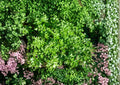 Plain Single Parsley Seeds 500, Flat Leaf Herb, Petroselinum Crispum, Culinary Herb for Kitchen Gardens and Fresh Cooking