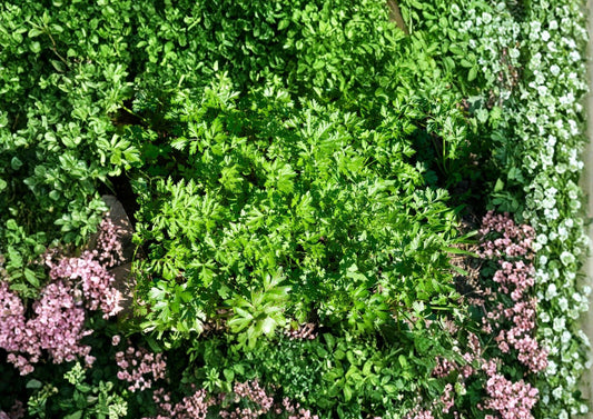 Plain Single Parsley Seeds 500, Flat Leaf Herb, Petroselinum Crispum, Culinary Herb for Kitchen Gardens and Fresh Cooking