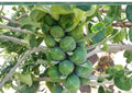 Long Island Improved Brussels Sprouts Seeds – Non-GMO Heirloom Vegetable for Fall Garden, Compact, Nutritious, 500 Seeds
