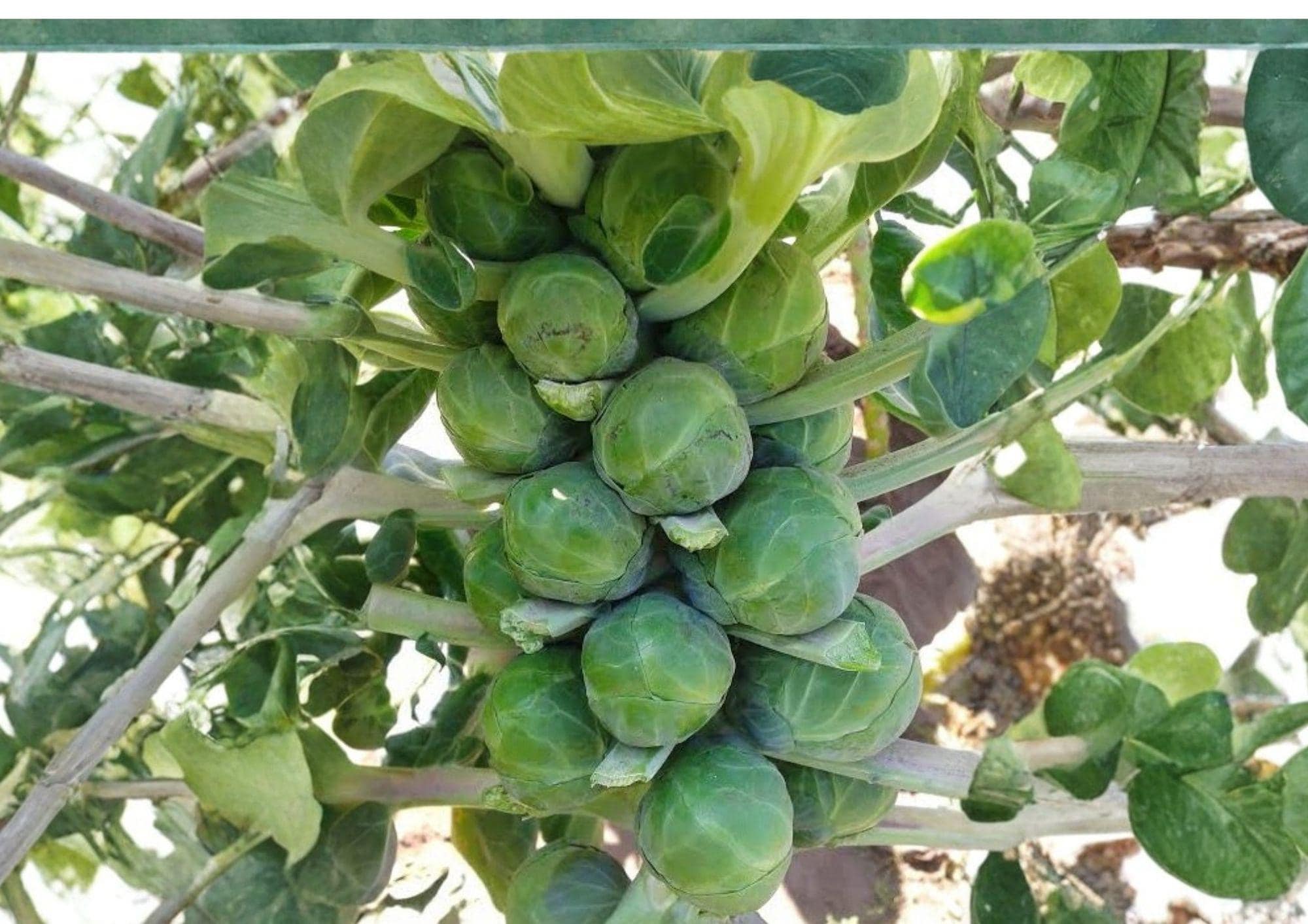 Long Island Improved Brussels Sprouts Seeds – Non-GMO Heirloom Vegetable for Fall Garden, Compact, Nutritious, 500 Seeds