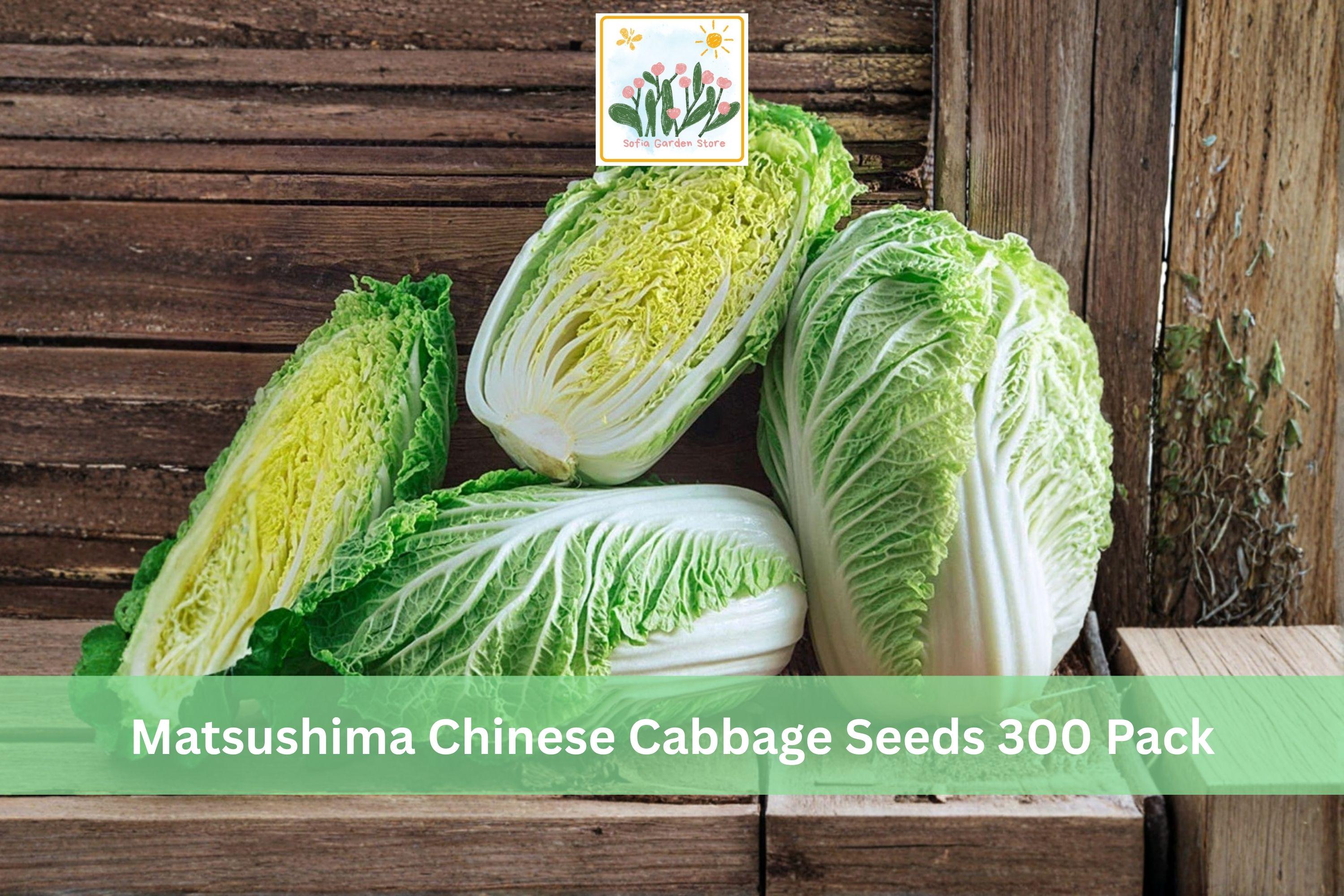 Matsushima Chinese Cabbage Seeds 300 Pack | Napa Style Brassica rapa subsp. pekinensis for Cool Season Gardens
