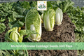 Michihli Chinese Cabbage Seeds 300 Pack - Brassica rapa subsp. pekinensis, Cool Season Leafy Vegetable for Garden, Napa-Style Head