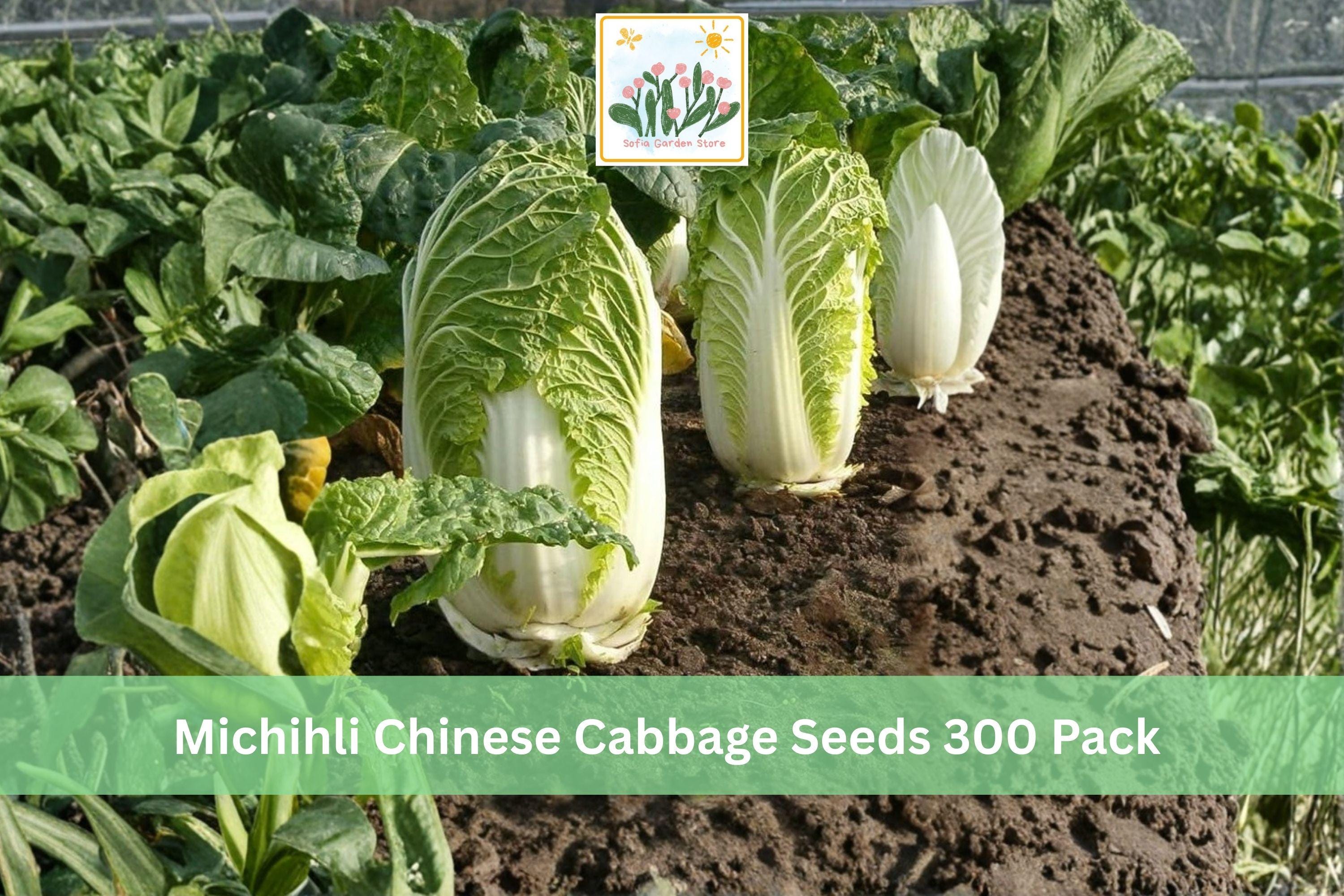 Michihli Chinese Cabbage Seeds 300 Pack - Brassica rapa subsp. pekinensis, Cool Season Leafy Vegetable for Garden, Napa-Style Head