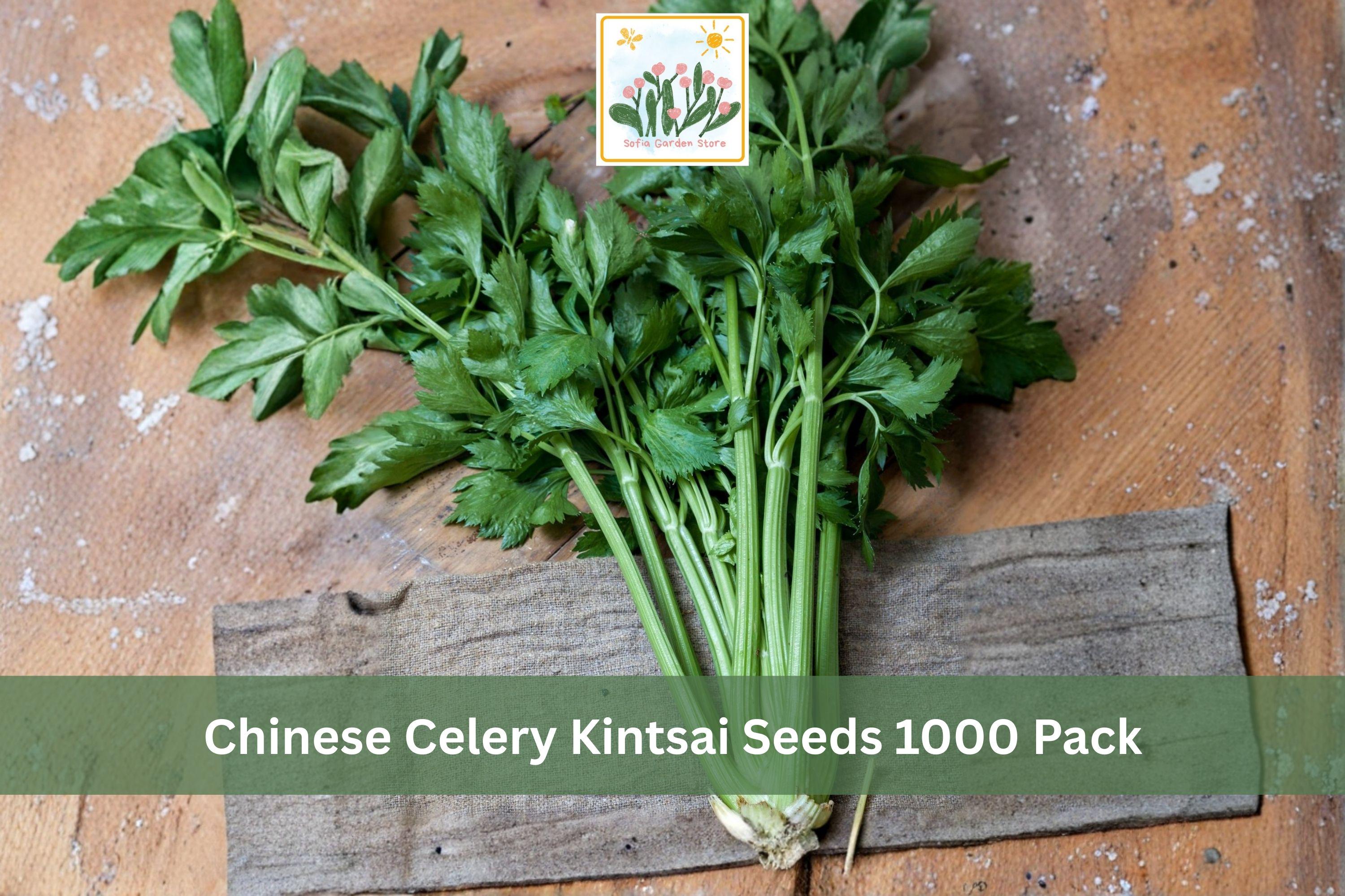 Chinese Celery Seeds 1000 Pack – Kintsai Dark Green Apium graveolens var. secalinum for Asian Vegetable Gardens