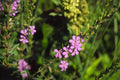 Riverbank Lupine Seeds | Native Pollinator Plant | Lupinus rivularis | Blue to Purple Flower Spikes