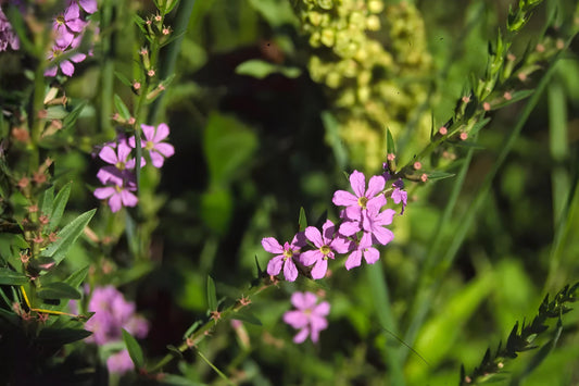 Riverbank Lupine Seeds | Native Pollinator Plant | Lupinus rivularis | Blue to Purple Flower Spikes