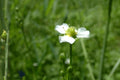 Prairie Aster Seeds 100 Symphyotrichum turbinellum Native Wildflower Drought-Tolerant Perennial