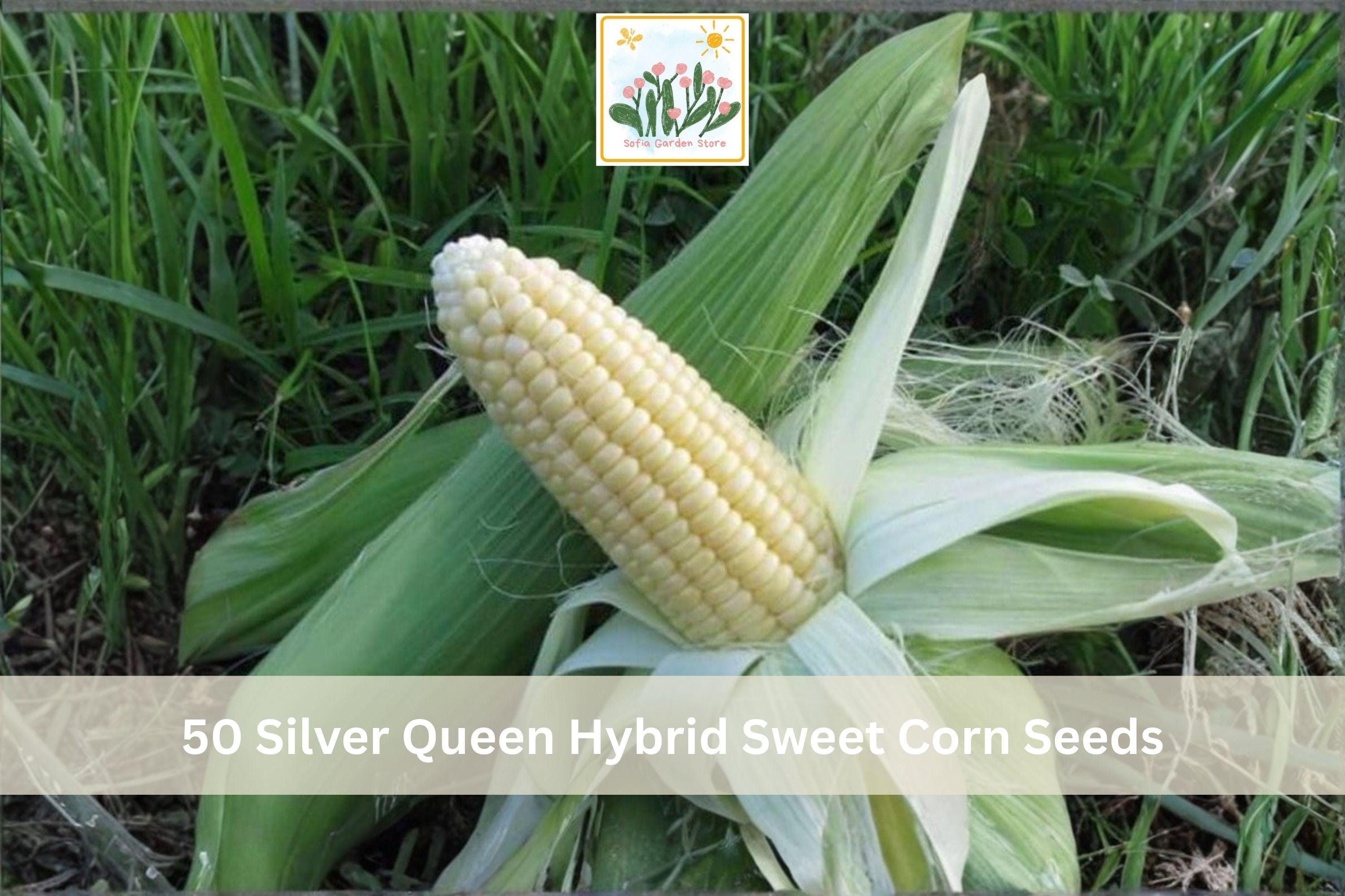 Silver Queen Hybrid Sweet Corn Seeds – 50 White Vegetable Garden Seeds for Home, Backyard, and Raised Bed Planting