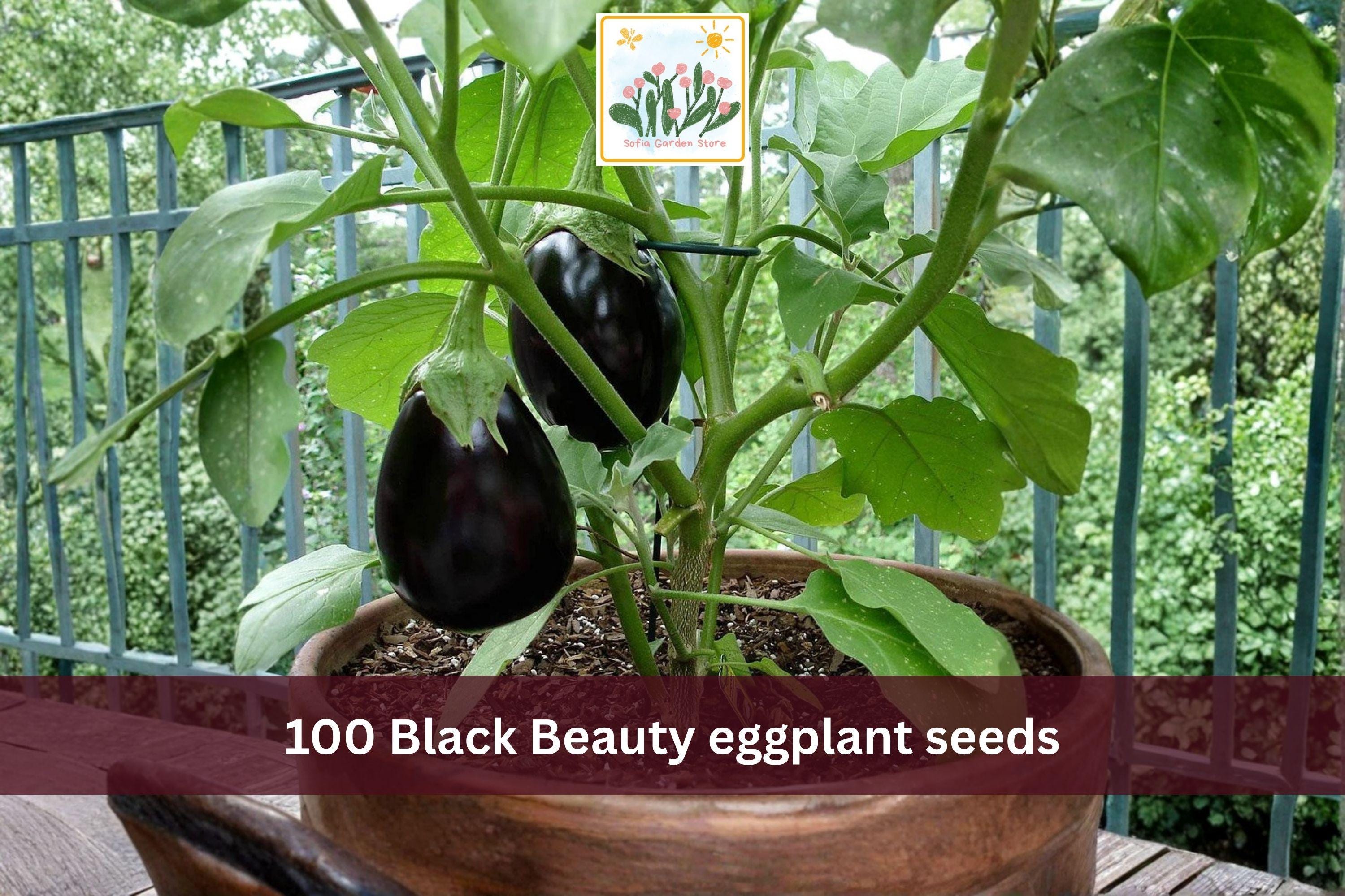 Black Beauty Eggplant Seeds – 100 Heirloom Solanum melongena Vegetable Garden Seeds for Backyard, Raised Bed & Container Cultivation