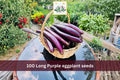 Long Purple Eggplant Seeds – Heirloom Slender Italian Solanum melongena Vegetable Garden Seeds (100 Pack)