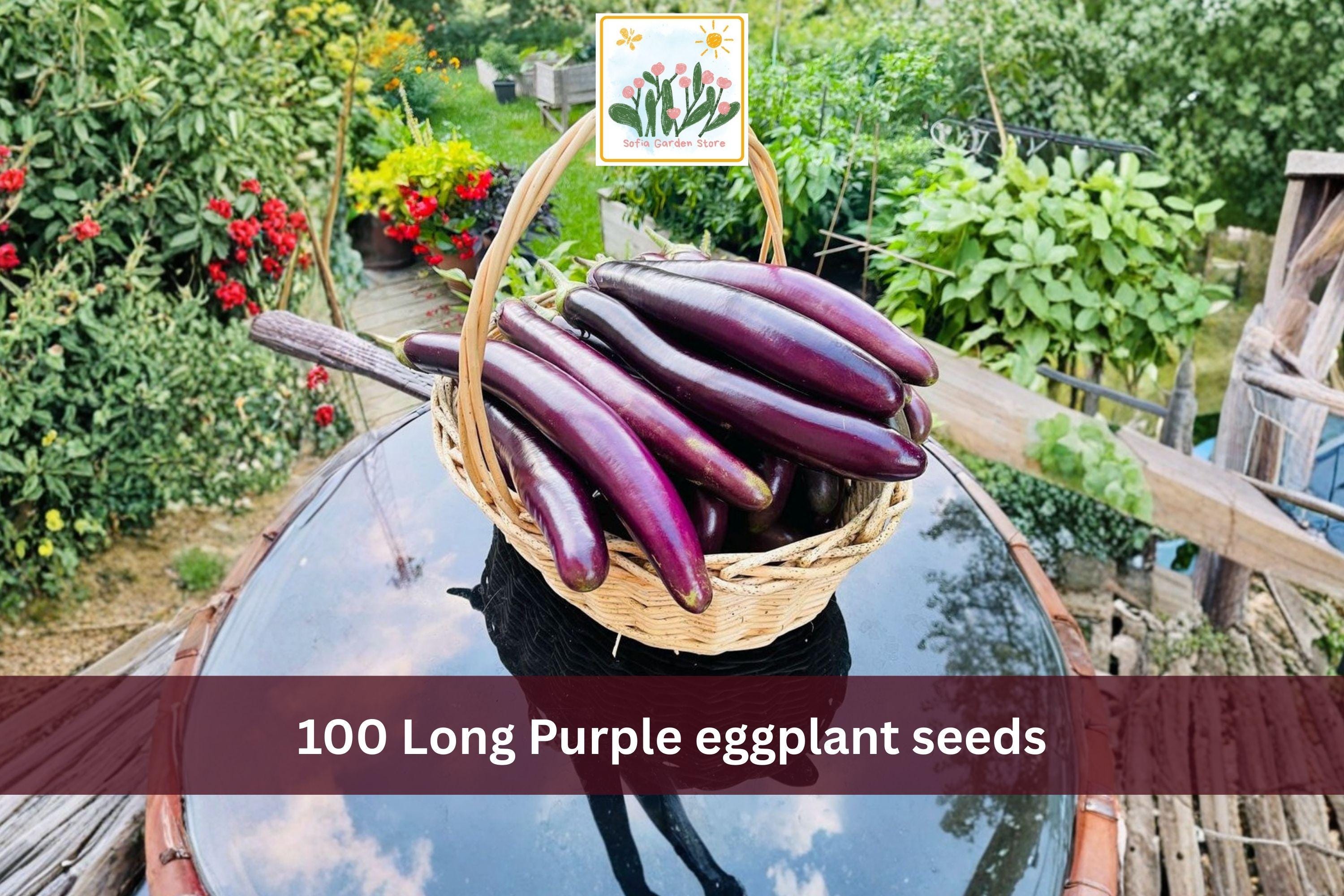 Long Purple Eggplant Seeds – Heirloom Slender Italian Solanum melongena Vegetable Garden Seeds (100 Pack)