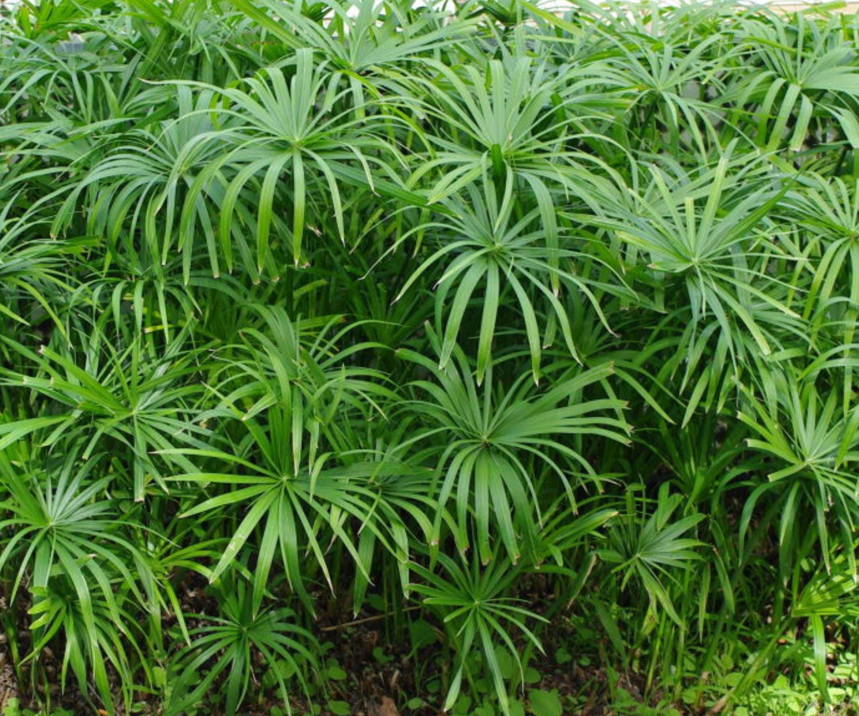 Live Dwarf Umbrella Palm Plant – Tropical Marginal Aquatic for Water Garden, Pond, Bog, Patio