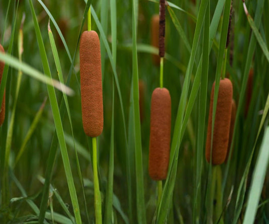 Dwarf Cattail Pond Live Plant – Hardy Aquatic Marginal Water Garden Edge Plant – Scientific Typha minima