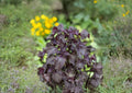 Shiso Herb Seeds 100 Pack - Perilla frutescens Var. frutescens for Asian Cuisine & Herb Gardens