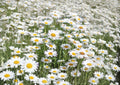 Alaska Shasta Daisy Seeds 1000 Count – White Perennial Flower for Cottage Gardens, Borders & Pollinator Gardens – Chrysanthemum maximum