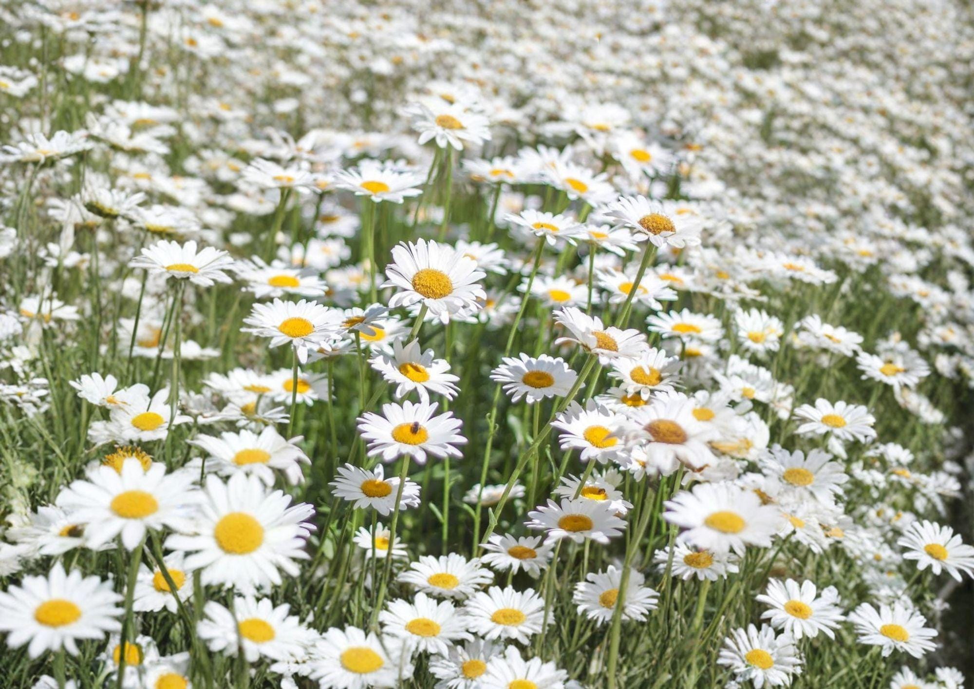 Alaska Shasta Daisy Seeds 1000 Count – White Perennial Flower for Cottage Gardens, Borders & Pollinator Gardens – Chrysanthemum maximum
