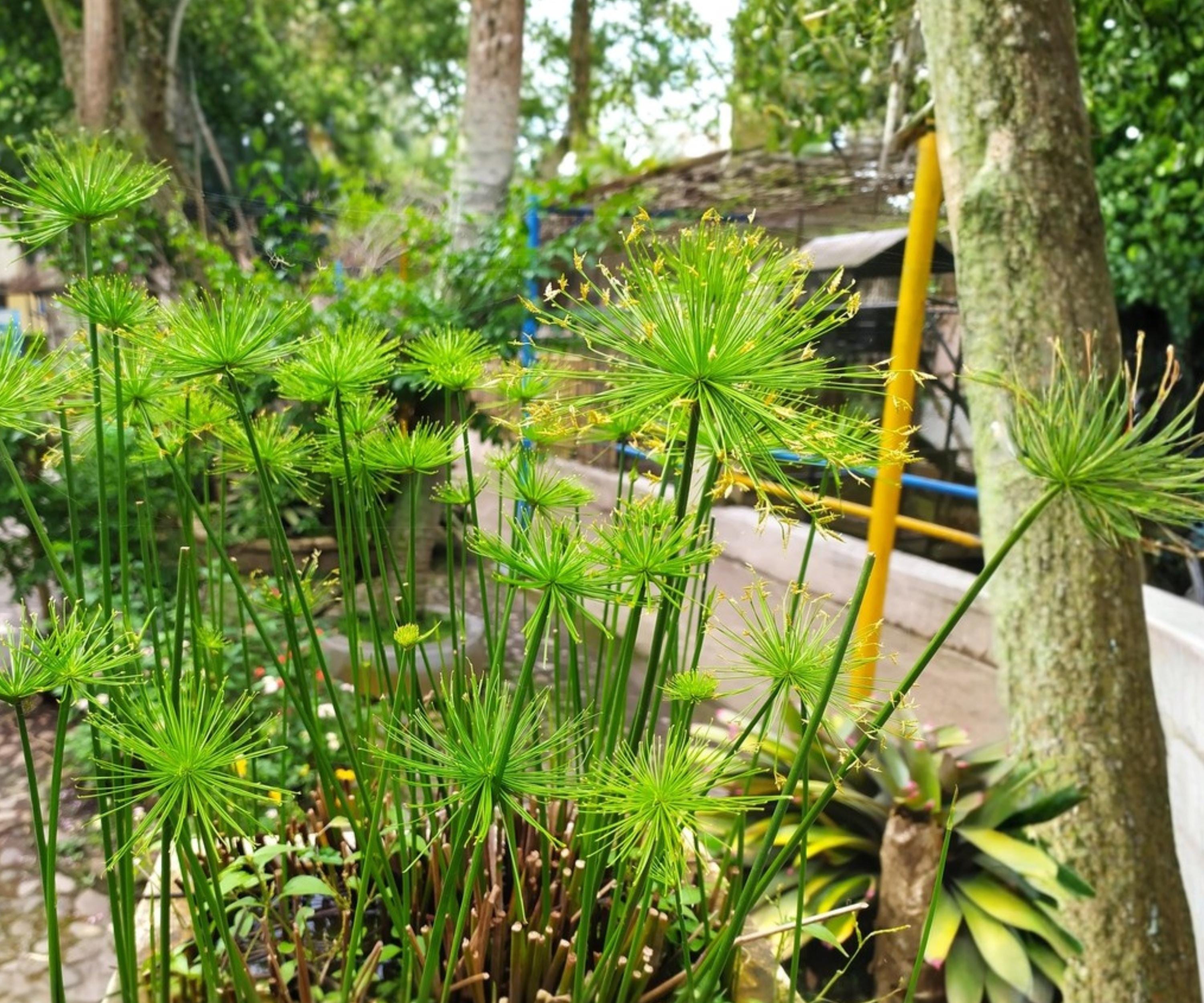 Live Dwarf Papyrus Plant – Cyperus haspan for Ponds & Water Gardens, Tropical Aquatic Marginal Water Plant
