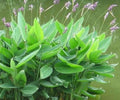 Thalia Dealbata Live Pond Plant – Hardy Water Canna, Aquatic Marginal, Bog Garden, Purple Flowers, Zone 5-12