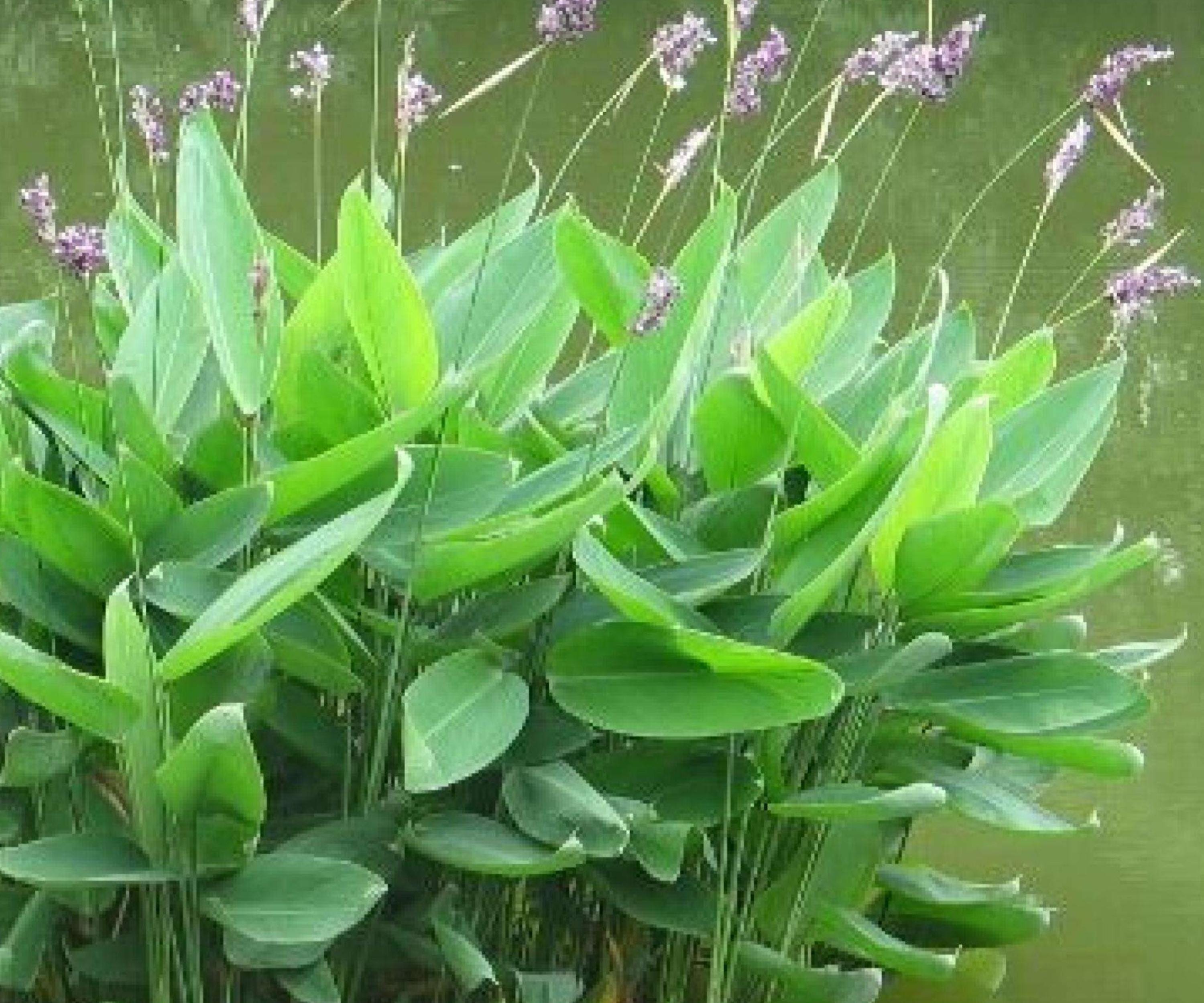 Thalia Dealbata Live Pond Plant – Hardy Water Canna, Aquatic Marginal, Bog Garden, Purple Flowers, Zone 5-12