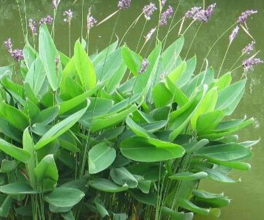 Thalia Dealbata Live Pond Plant – Hardy Water Canna, Aquatic Marginal, Bog Garden, Purple Flowers, Zone 5-12