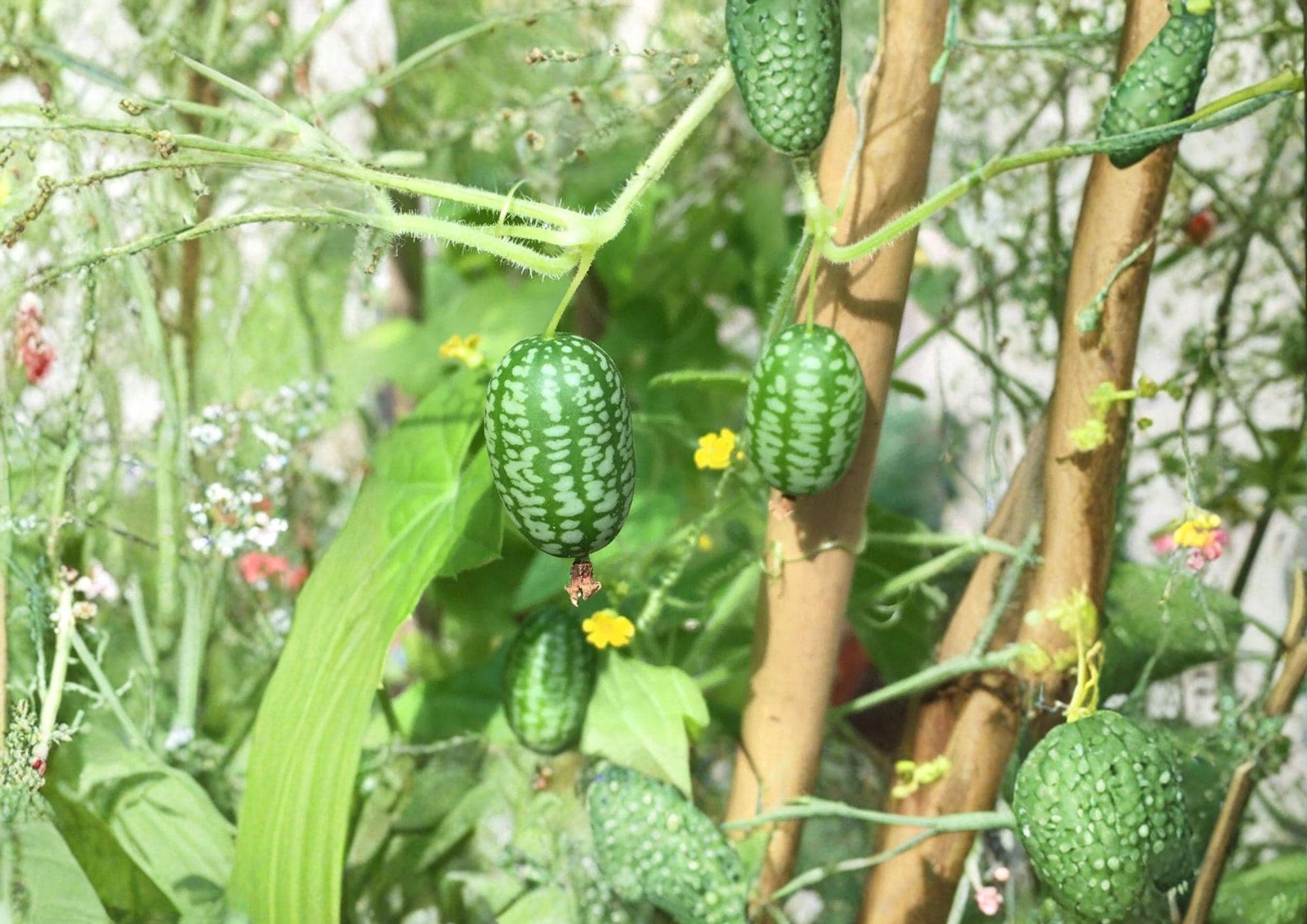 Mouse Melon Cucamelon Seeds, Heirloom Non-GMO, Melothria scabra, Grape-sized Fruits, Mexican Sour Gherkin Vine for Garden, Snack Plant