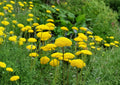Gold Yarrow Seeds - Achillea filipendulina - Bright Yellow Perennial Wildflower for Pollinator Gardens & Borders
