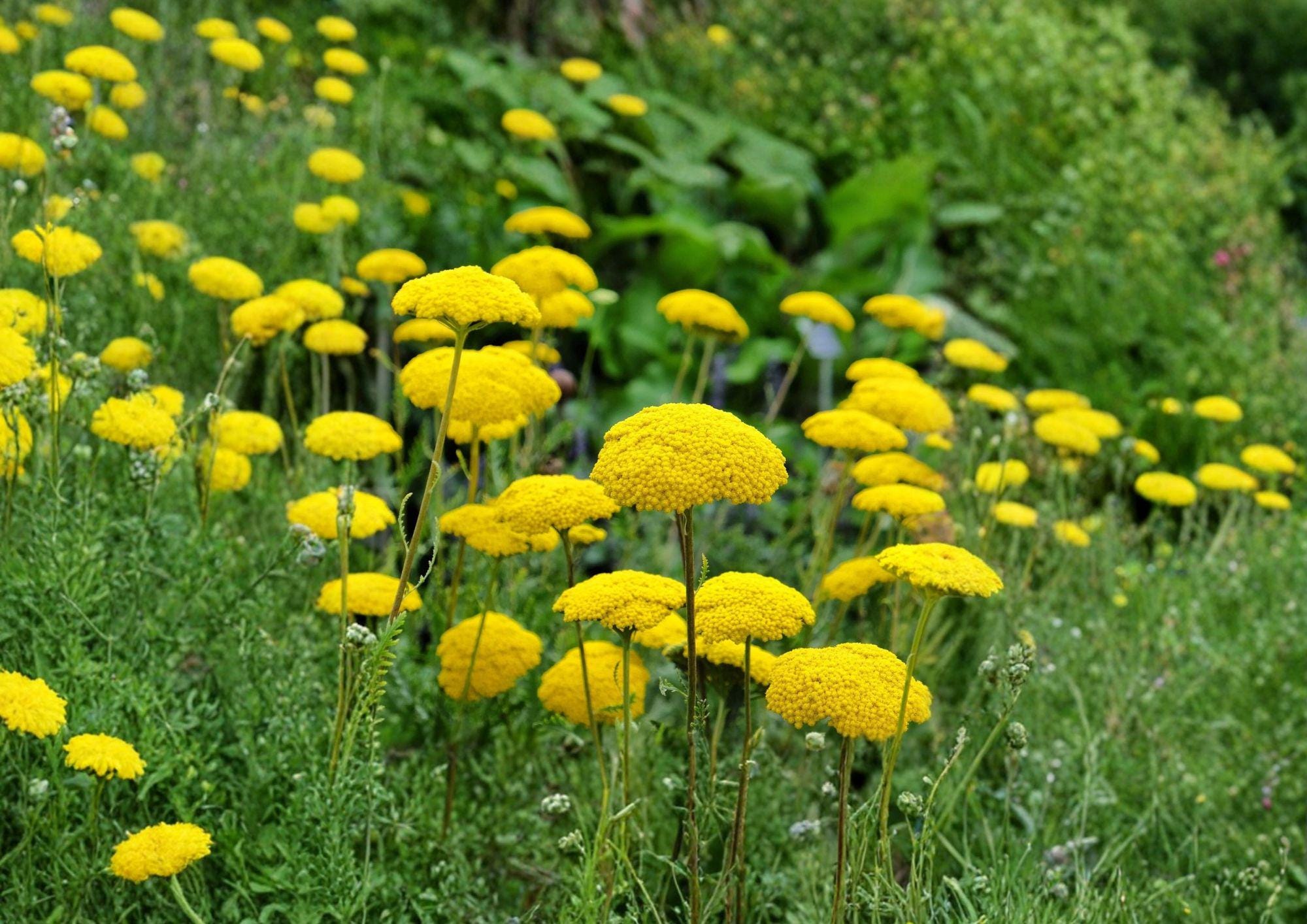 Gold Yarrow Seeds - Achillea filipendulina - Bright Yellow Perennial Wildflower for Pollinator Gardens & Borders