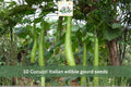10 Cucuzzi Italian Edible Gourd Seeds – Long Bottle Gourd Vegetable Seeds for Trellis & Garden Growth | Lagenaria siceraria