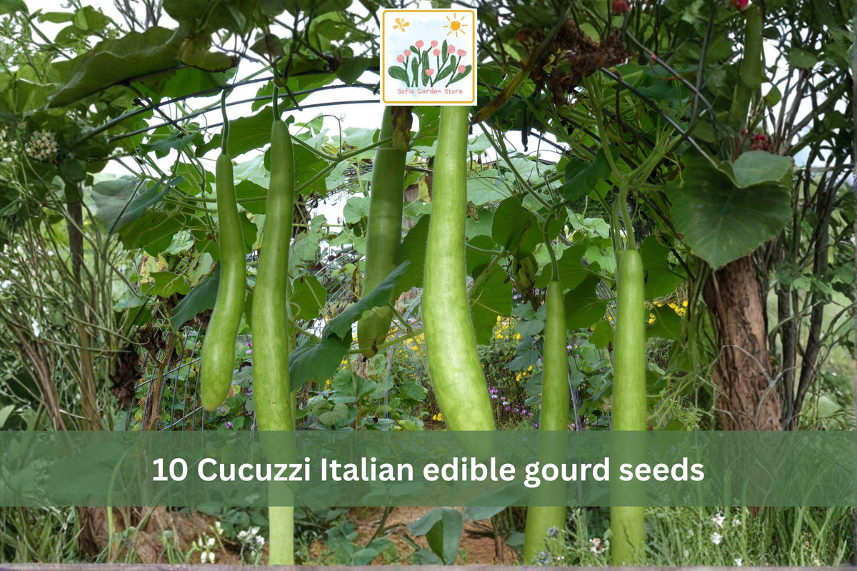 10 Cucuzzi Italian Edible Gourd Seeds – Long Bottle Gourd Vegetable Seeds for Trellis & Garden Growth | Lagenaria siceraria