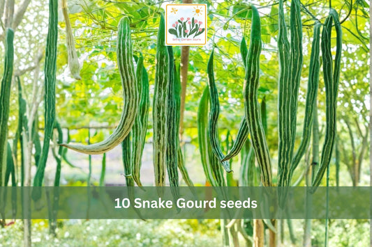 Snake Gourd Seeds – 10 Lagenaria siceraria Vining Vegetable for Trellis & Vertical Gardens