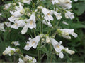 Pale Beardtongue Seeds (Penstemon pallidus) – Native Wildflower for Pollinator Gardens & Prairies, Drought Tolerant, Easy to Grow