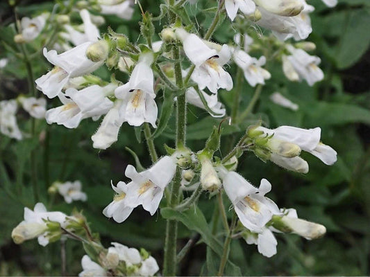 Pale Beardtongue Seeds (Penstemon pallidus) – Native Wildflower for Pollinator Gardens & Prairies, Drought Tolerant, Easy to Grow