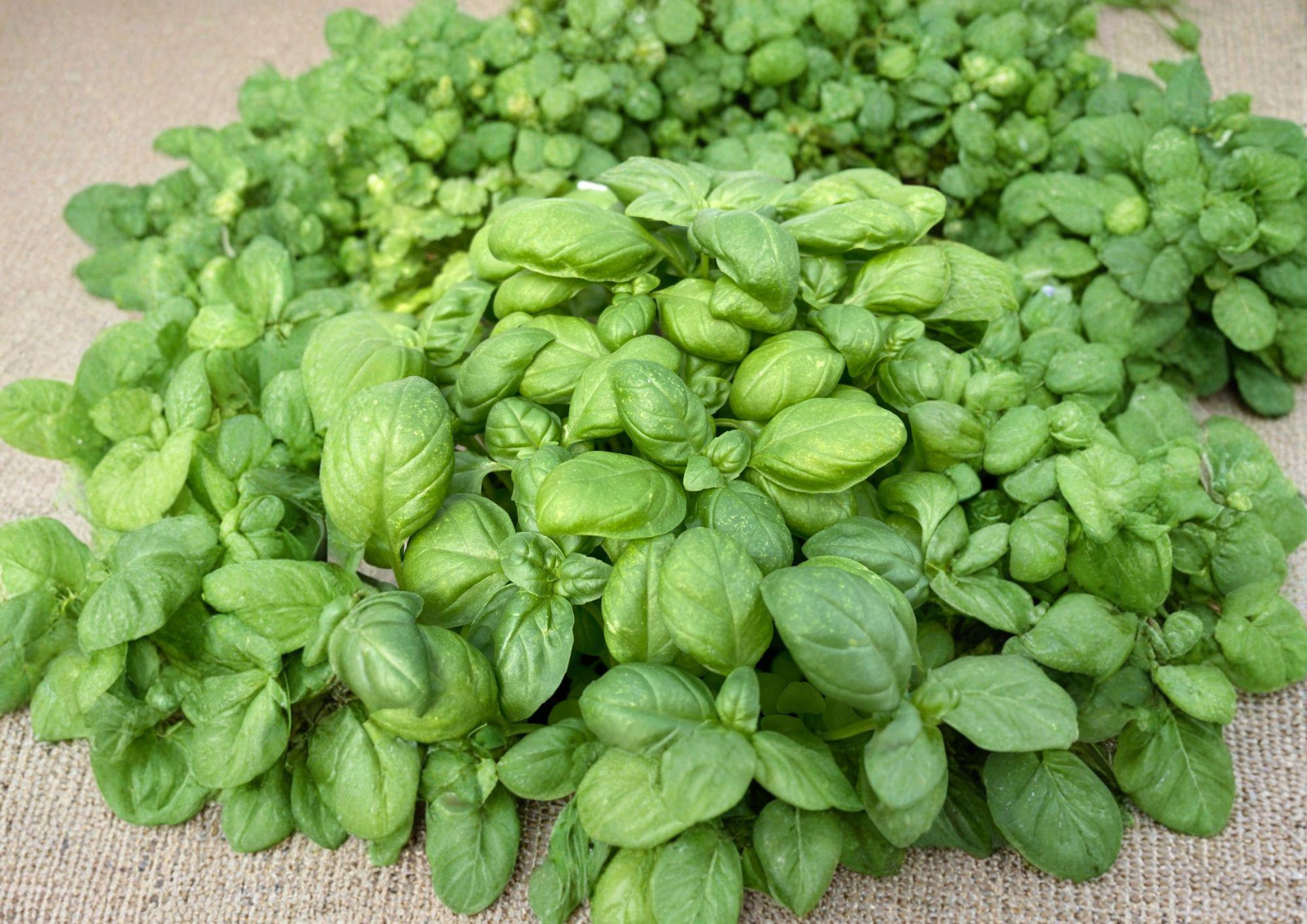 Genovese Basil Seeds, Heirloom Non-GMO, Aromatic Culinary Herb, Italian Sweet Basil, Ocimum basilicum