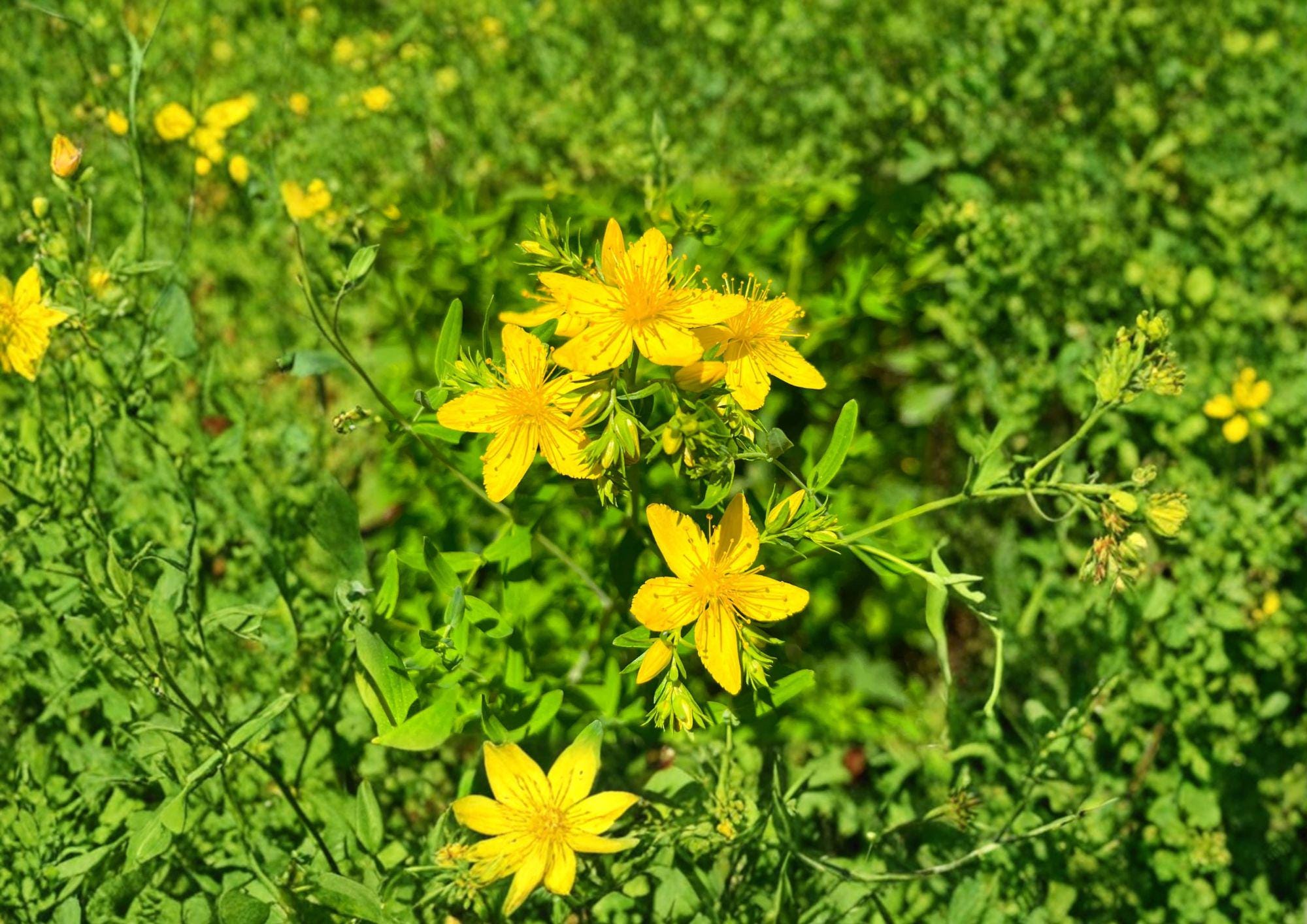500 St. John's Wort Seeds, Hypericum perforatum, Yellow Medicinal Herb, Non-GMO, Heirloom, Pollinator Garden, Herbal Remedy, Perennial Plant