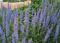 Penstemon Strictus Seeds, Native Rocky Mountain Wildflower, Drought-Tolerant Perennial, Purple Blooms, Pollinator Plant