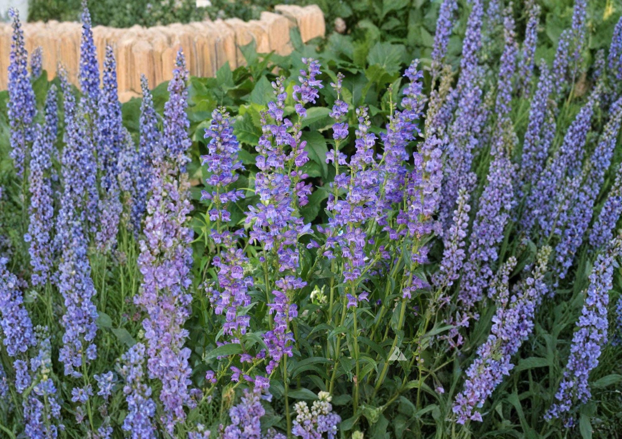 Penstemon Strictus Seeds, Native Rocky Mountain Wildflower, Drought-Tolerant Perennial, Purple Blooms, Pollinator Plant