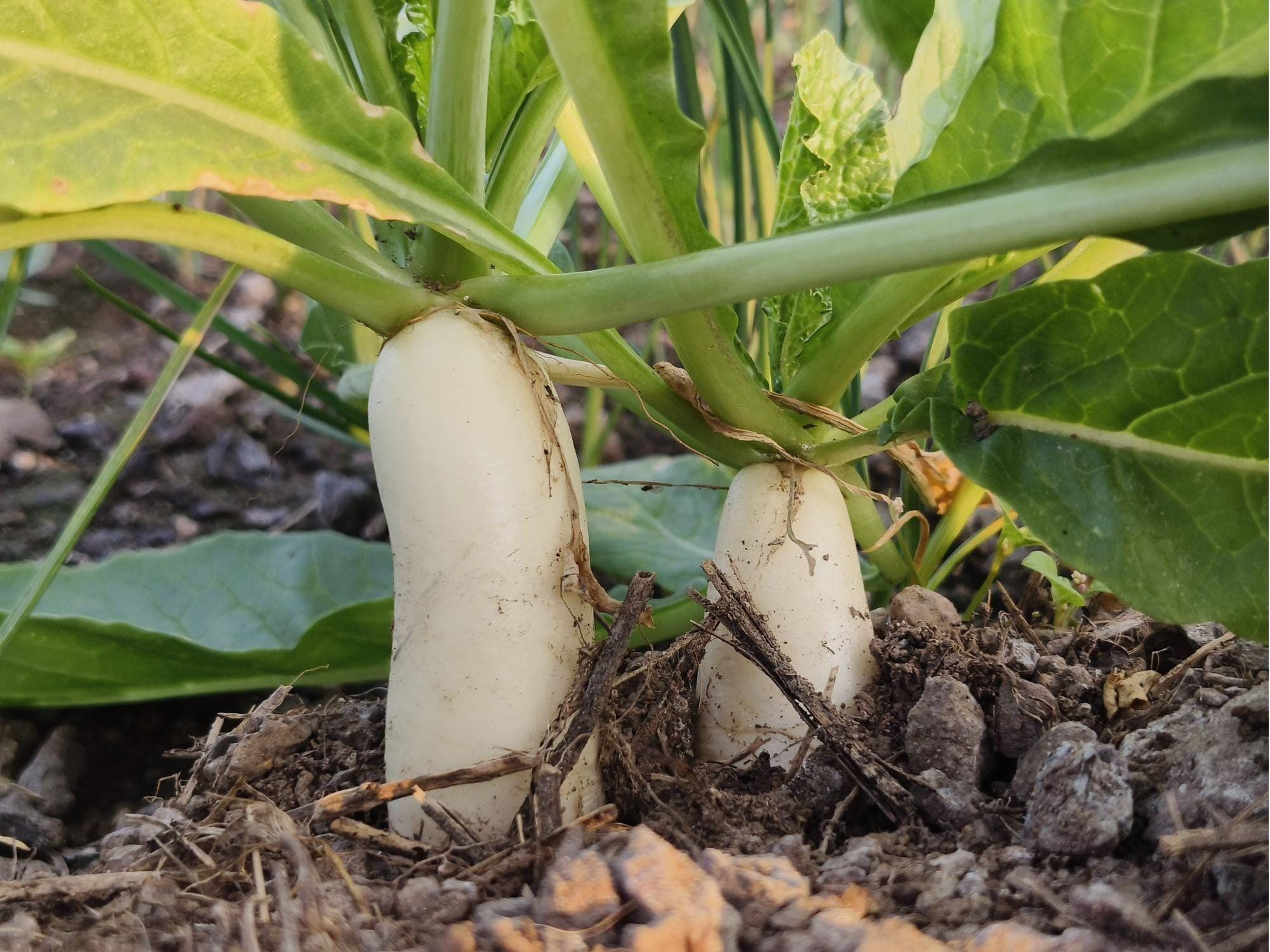 Minowase Daikon Radish Seeds – 100 Non-GMO Japanese White Radish for Cooking and Pickling Raphanus sativus